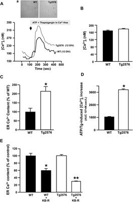 The Na+/Ca2+ Exchanger 3 Is Functionally Coupled With the NaV1.6 Voltage-Gated Channel and Promotes an Endoplasmic Reticulum Ca2+ Refilling in a Transgenic Model of Alzheimer’s Disease